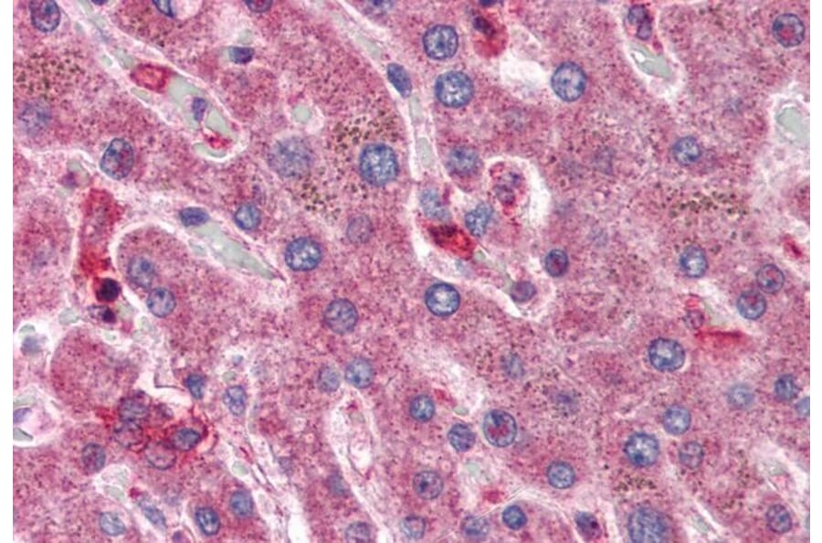 Immunohistochemistry - Anti-HYAL1 Antibody (A285977) - Antibodies.com