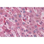 Immunohistochemistry - Anti-HYAL1 Antibody (A285977) - Antibodies.com