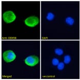 Immunofluorescence - Anti-RIG-I/DDX58 Antibody (A285978) - Antibodies.com