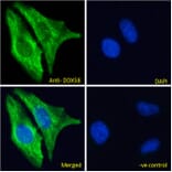 Immunofluorescence - Anti-RIG-I/DDX58 Antibody (A285978) - Antibodies.com