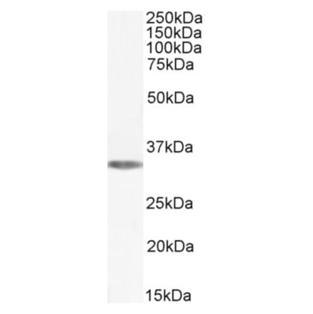 Western Blot - Anti-Adenosine A1 Receptor Antibody (A285979) - Antibodies.com