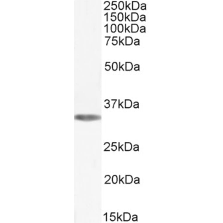 Western Blot - Anti-Adenosine A1 Receptor Antibody (A285979) - Antibodies.com