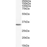 Western Blot - Anti-Adenosine A1 Receptor Antibody (A285979) - Antibodies.com