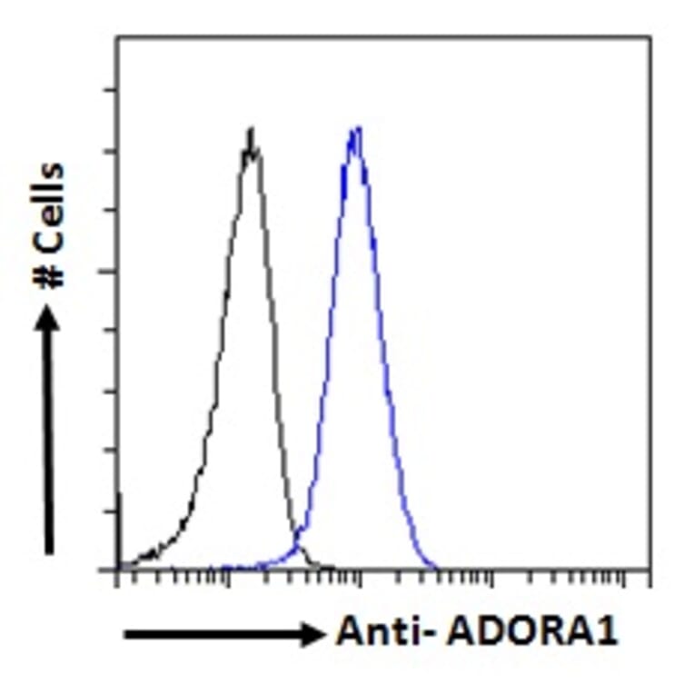 Flow Cytometry - Anti-Adenosine A1 Receptor Antibody (A285979) - Antibodies.com