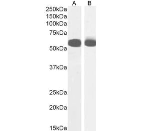 Western Blot - Anti-PTBP2 Antibody (A285981) - Antibodies.com