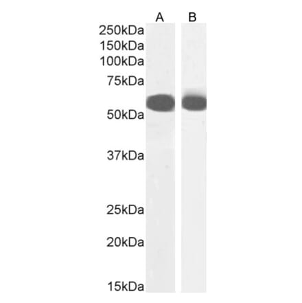 Western Blot - Anti-PTBP2 Antibody (A285981) - Antibodies.com