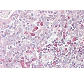 Immunohistochemistry - Anti-MARCH6 Antibody (A285982) - Antibodies.com