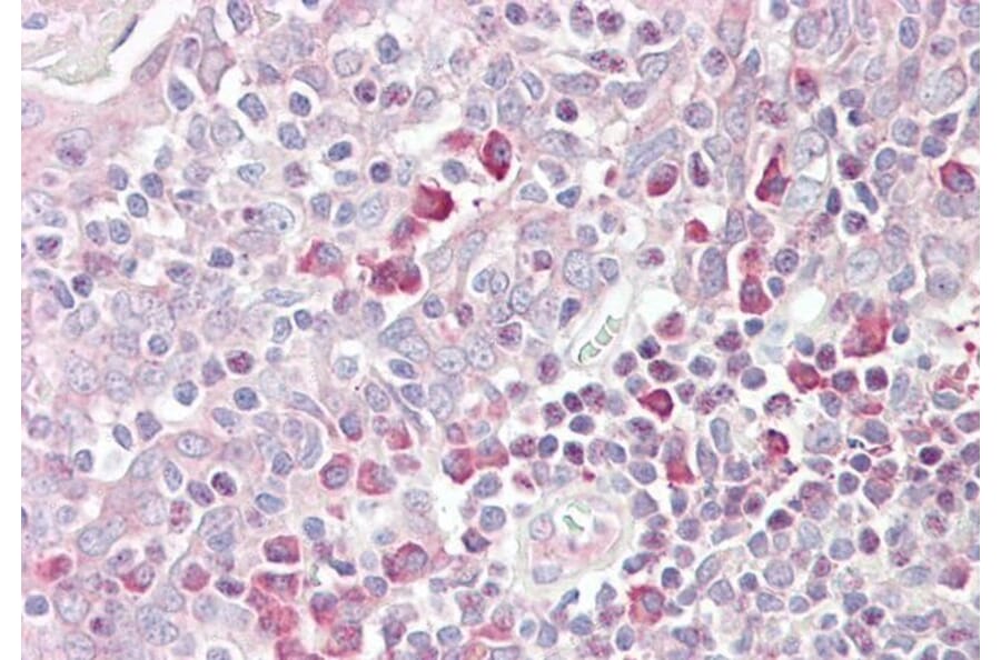 Immunohistochemistry - Anti-MARCH6 Antibody (A285982) - Antibodies.com