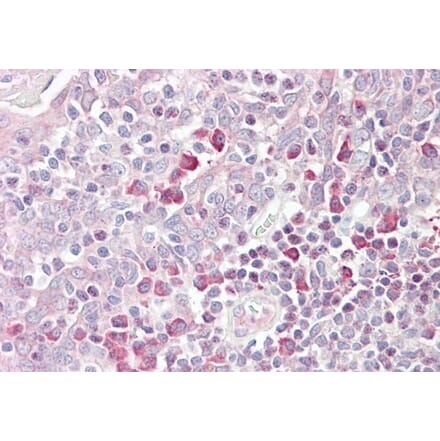 Immunohistochemistry - Anti-MARCH6 Antibody (A285982) - Antibodies.com