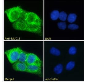 Immunofluorescence - Anti-MUC13 Antibody (A285987) - Antibodies.com