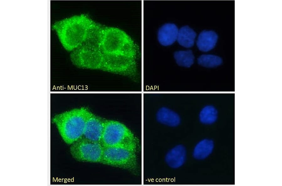 Immunofluorescence - Anti-MUC13 Antibody (A285987) - Antibodies.com