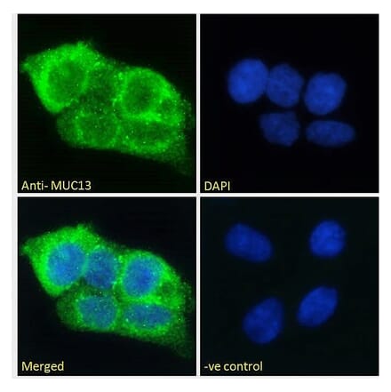 Immunofluorescence - Anti-MUC13 Antibody (A285987) - Antibodies.com