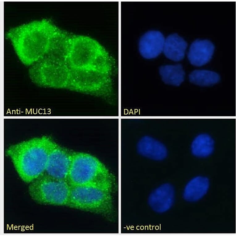 Immunofluorescence - Anti-MUC13 Antibody (A285987) - Antibodies.com