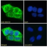 Immunofluorescence - Anti-MUC13 Antibody (A285987) - Antibodies.com