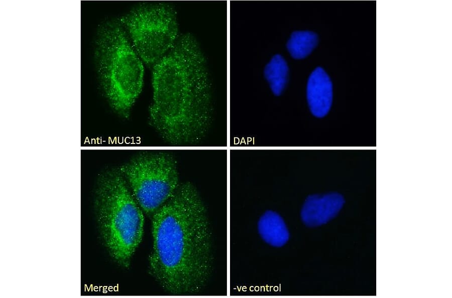 Immunofluorescence - Anti-MUC13 Antibody (A285987) - Antibodies.com