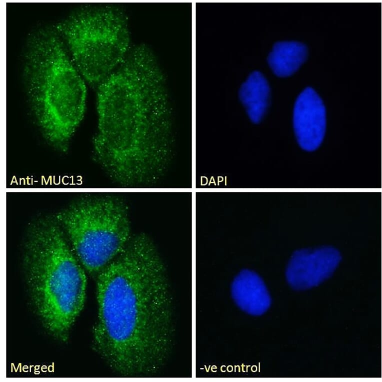 Immunofluorescence - Anti-MUC13 Antibody (A285987) - Antibodies.com