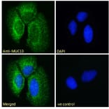 Immunofluorescence - Anti-MUC13 Antibody (A285987) - Antibodies.com