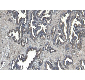 Immunohistochemistry - Anti-CEP290 Antibody (A285988) - Antibodies.com