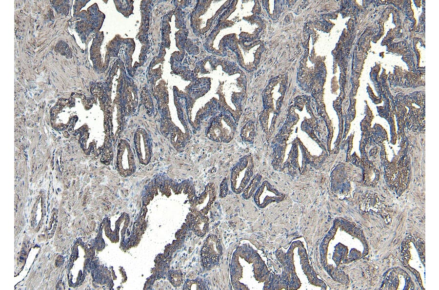 Immunohistochemistry - Anti-CEP290 Antibody (A285988) - Antibodies.com