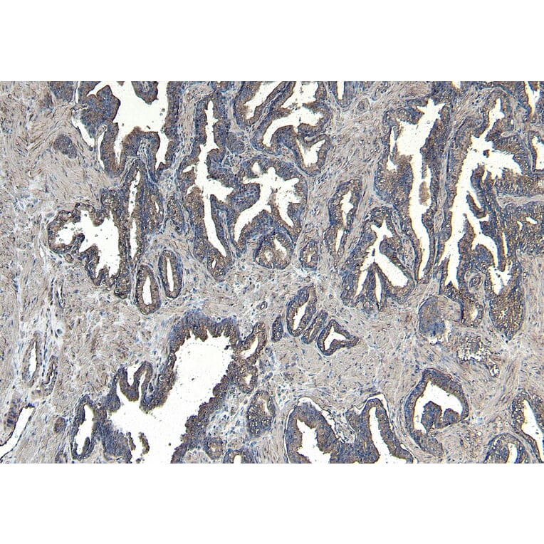 Immunohistochemistry - Anti-CEP290 Antibody (A285988) - Antibodies.com