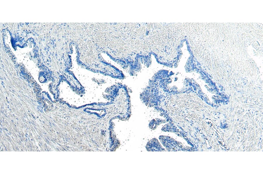 Immunohistochemistry - Anti-CEP290 Antibody (A285988) - Antibodies.com