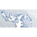 Immunohistochemistry - Anti-CEP290 Antibody (A285988) - Antibodies.com