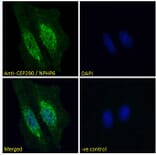 Immunofluorescence - Anti-CEP290 Antibody (A285988) - Antibodies.com