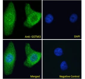 Immunofluorescence - Anti-GSTM3 Antibody (A285989) - Antibodies.com