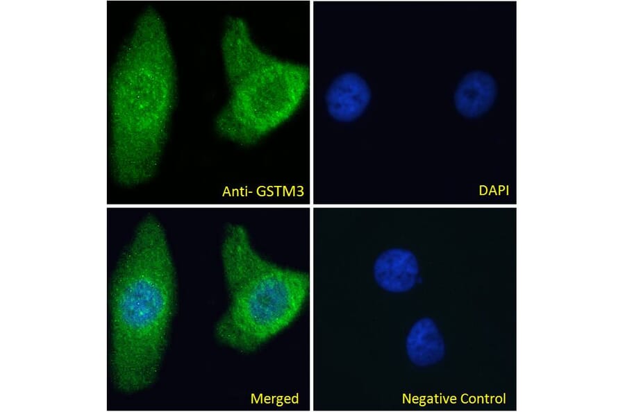 Immunofluorescence - Anti-GSTM3 Antibody (A285989) - Antibodies.com