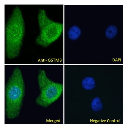 Immunofluorescence - Anti-GSTM3 Antibody (A285989) - Antibodies.com