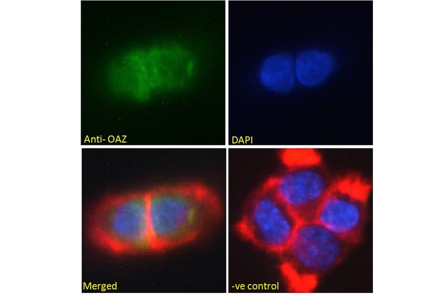 Immunofluorescence - Anti-ZNF423 Antibody (A285990) - Antibodies.com