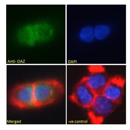 Immunofluorescence - Anti-ZNF423 Antibody (A285990) - Antibodies.com