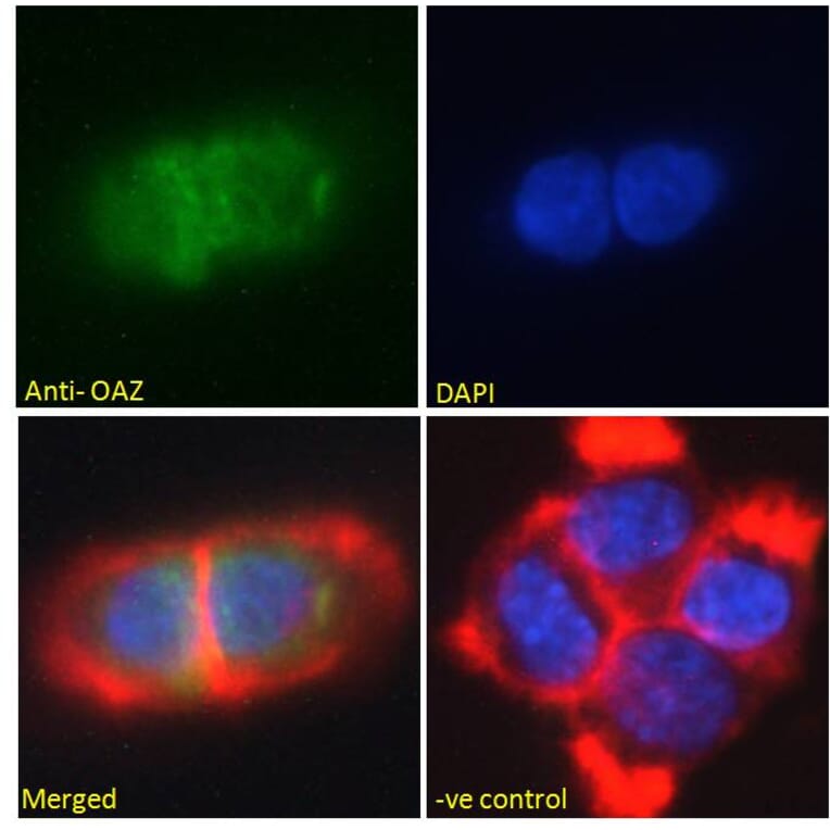 Immunofluorescence - Anti-ZNF423 Antibody (A285990) - Antibodies.com