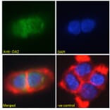 Immunofluorescence - Anti-ZNF423 Antibody (A285990) - Antibodies.com