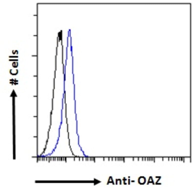 Flow Cytometry - Anti-ZNF423 Antibody (A285990) - Antibodies.com