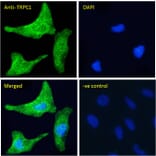 Immunofluorescence - Anti-TRPC1 Antibody (A285993) - Antibodies.com