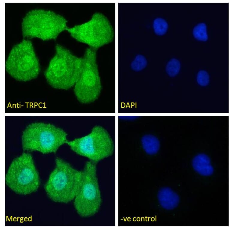Immunofluorescence - Anti-TRPC1 Antibody (A285993) - Antibodies.com