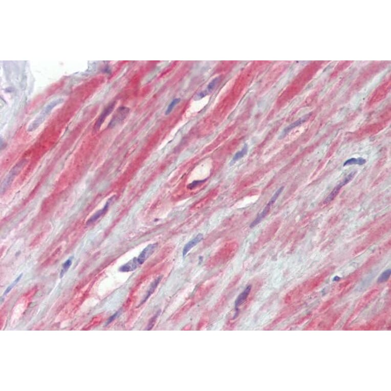 Immunohistochemistry - Anti-TRPC1 Antibody (A285993) - Antibodies.com