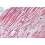 Immunohistochemistry - Anti-TRPC1 Antibody (A285993) - Antibodies.com
