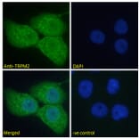 Immunofluorescence - Anti-TRPM2 Antibody (A285994) - Antibodies.com