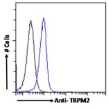Flow Cytometry - Anti-TRPM2 Antibody (A285994) - Antibodies.com