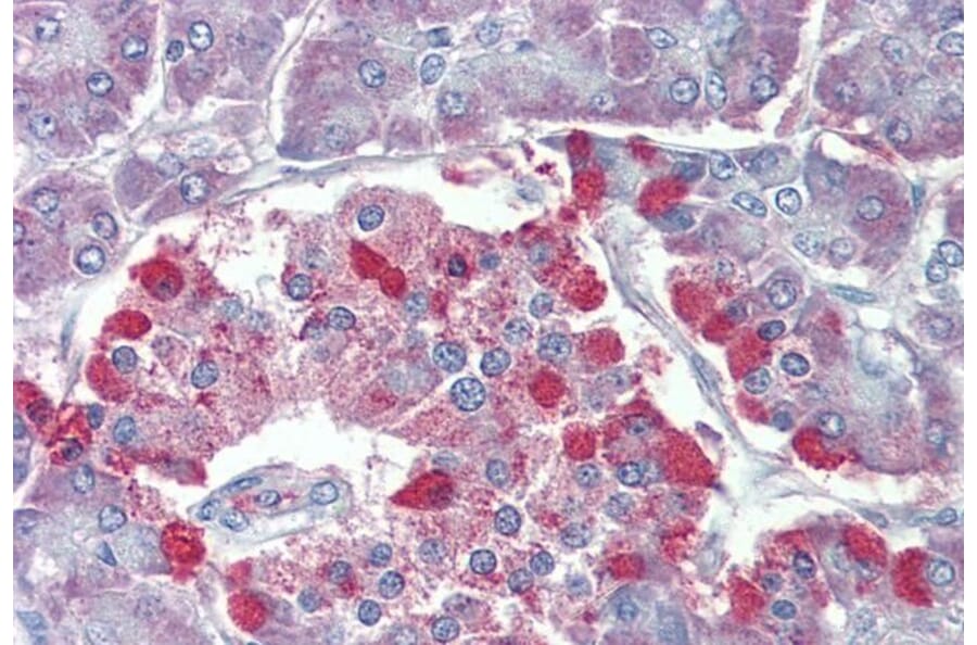 Immunohistochemistry - Anti-TRPM2 Antibody (A285994) - Antibodies.com