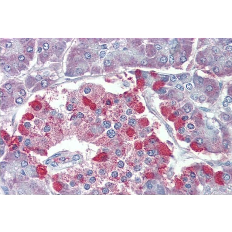 Immunohistochemistry - Anti-TRPM2 Antibody (A285994) - Antibodies.com