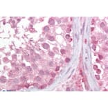 Immunohistochemistry - Anti-LMX1b Antibody (A285995) - Antibodies.com