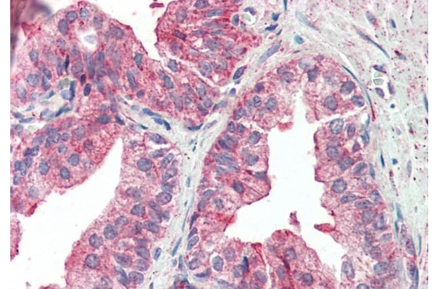 Immunohistochemistry - Anti-KIF6/Kinesin-13 Antibody (A285996) - Antibodies.com
