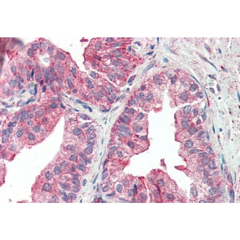 Immunohistochemistry - Anti-KIF6/Kinesin-13 Antibody (A285996) - Antibodies.com