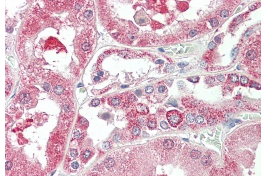 Immunohistochemistry - Anti-KIF6/Kinesin-13 Antibody (A285996) - Antibodies.com