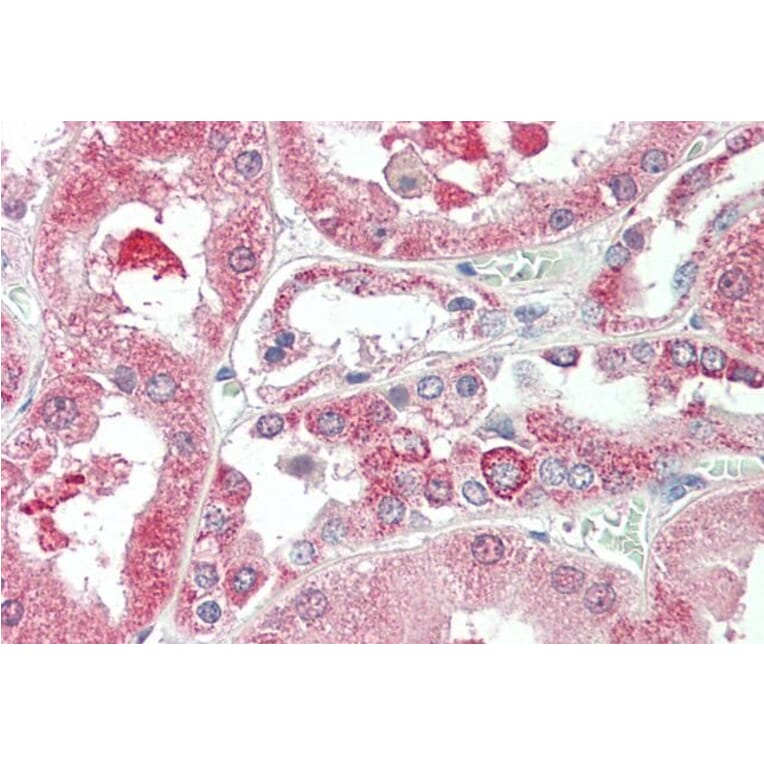 Immunohistochemistry - Anti-KIF6/Kinesin-13 Antibody (A285996) - Antibodies.com