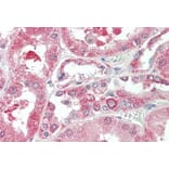 Immunohistochemistry - Anti-KIF6/Kinesin-13 Antibody (A285996) - Antibodies.com