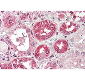Immunohistochemistry - Anti-COG8 Antibody (A285997) - Antibodies.com